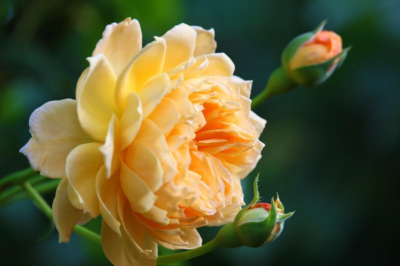 Romantic Roses